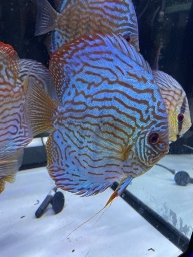 ディスカス　成魚