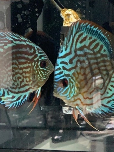 ディスカス　成魚 ディスカス 成魚