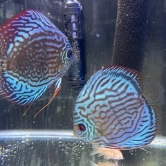 ディスカス 成魚