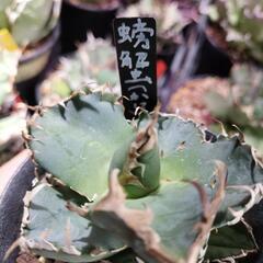 【レア】アガベ　チタノタ　螃蟹（カニ）🦀