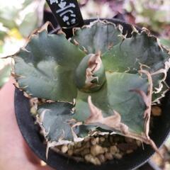 【レア】アガベ　チタノタ　螃蟹（カニ）🦀