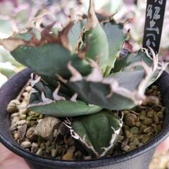 【レア】アガベ　チタノタ　螃蟹（カニ）🦀