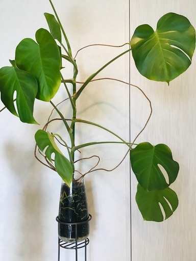 ハイドロカルチャー　観葉植物　モンステラ等　水耕栽培キット　空気清浄機付き