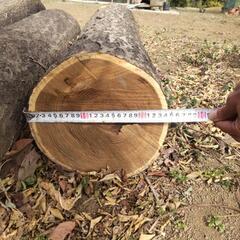 槐の木丸太
