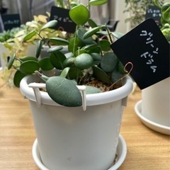 グリーンドラム　観葉植物