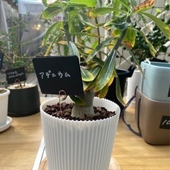 アデニウム(鉢付き) 観葉植物