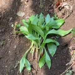 山菜、海菜、、