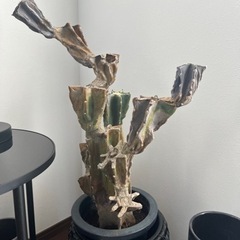 柱サボテン（ブランチ）