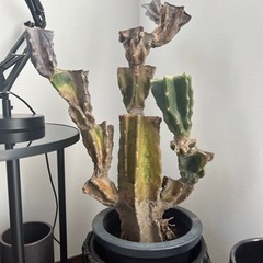 柱サボテン（ブランチ）