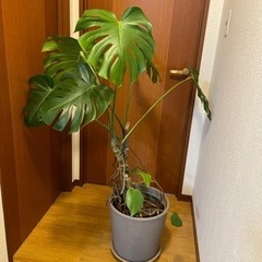 【120cm根上がり×10年物】モンステラ　観葉植物