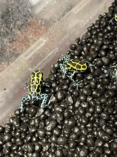 ヤドクガエル 高品質 バリアビリス サザン 