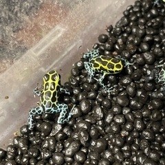 ヤドクガエル  バリアビリス サザン