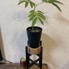 観葉植物　エバーフレッシュ素人栽培