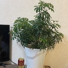 観葉植物　シェフレラ　素人栽培