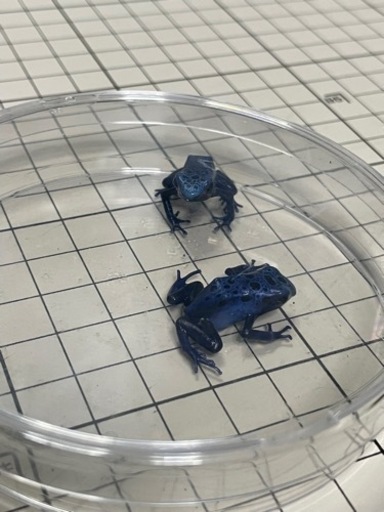 コバルトヤドクガエル  アズレウス