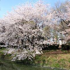 ●■●4月2日(日)桜満開　伊佐沼公園フリマ●■●
