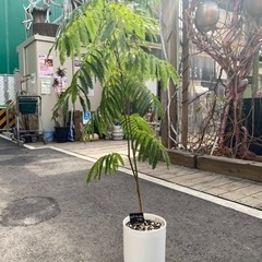 エバーフレッシュ　鉢付き　観葉植物