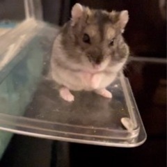 ハムスター,2歳10ヶ月