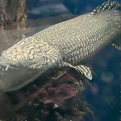 熱帯魚 ポリエステル オルナティピンニス 約30cm
