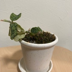 ジュエルオーキッド　観葉植物