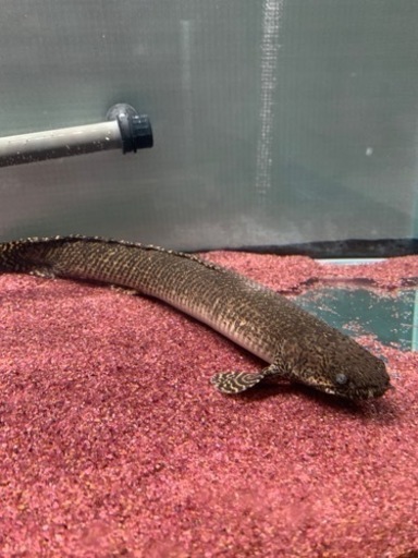 ポリプテルスオルナティ約40センチ