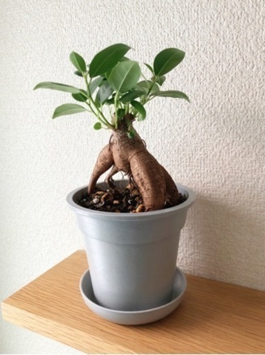 観葉植物　ガジュマル(18)　21cm　グレーカラーの3.5号の鉢と受け皿付き