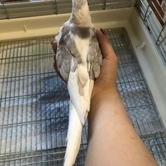 オカメインコ2羽可愛がってくださる方 - その他