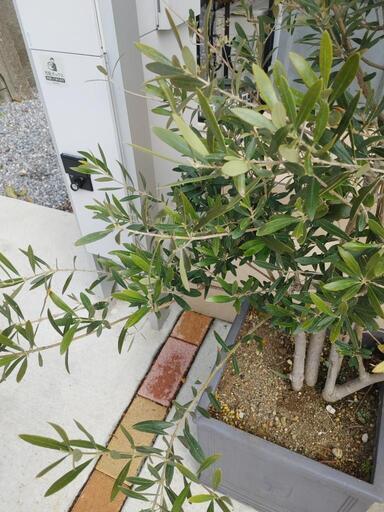 3/12(日)まで 大型観葉植物＋陶器鉢 全てセット