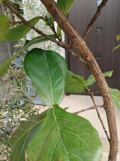 3/12(日)まで 大型観葉植物＋陶器鉢 全てセット