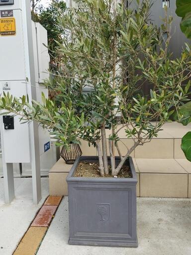 3/12(日)まで　大型観葉植物＋陶器鉢　全てセット 3/12(日)まで 大型観葉植物＋陶器鉢 全てセット