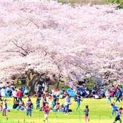 🌸3/25(土)256本の桜を楽しむお花見🌸✨の画像