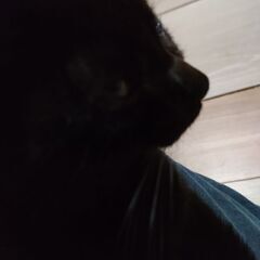 肩に乗る甘えっ子の黒猫ちゃん　　 - 猫