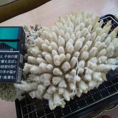 貴重な珊瑚