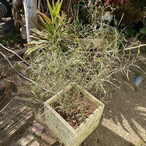 ティーツリー コンテナ植え