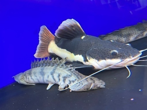 レッドテールキャットウルトラショート20cm強 発送可 値段交渉あり