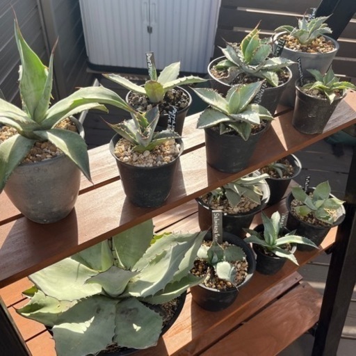 木製植物棚　DIY作成