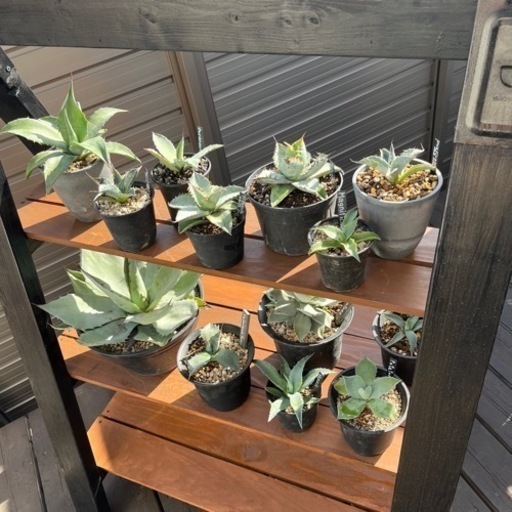 木製植物棚　DIY作成