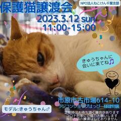 ねこけん千葉支部🐈️保護猫譲渡会開催しま～す！