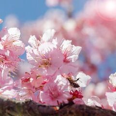 2023年4月2日(日)桜ノ宮（大阪）100名 桜満開スポット「...