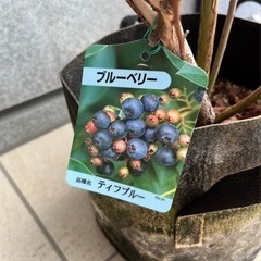 【ネット決済】ブルーベリーの木