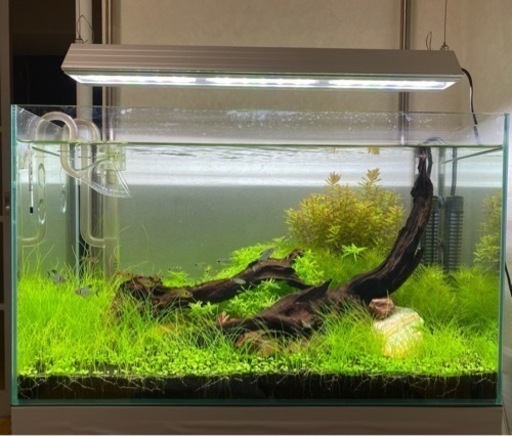 ※決まりました　ありがとうございました。　アクアリウム　水草　生体　フルセット