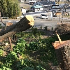 【チェーンソーで木を切りたい人を募集❣️】 - 手伝って/助けて