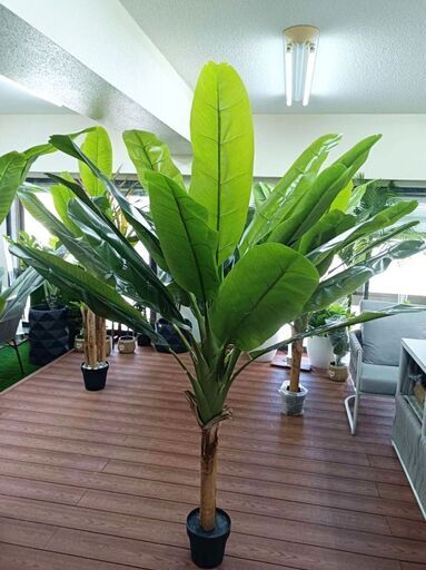 ⑨【処分価格】新品 バナナツリー1本 人工観葉植物 フェイクグリーン
