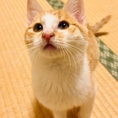 沢山のご連絡ありがとうございました🐈