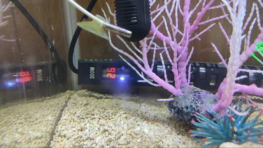 コトブキ アクアリスト 600S TB 水槽 60cm フルセット 海水 淡水