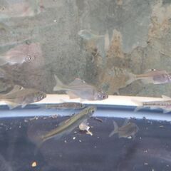里山のお魚達（タナゴ、ドジョウ、モロコ等）