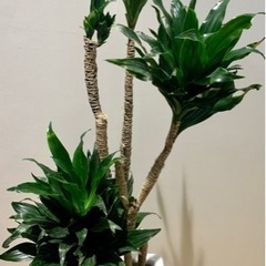 観葉植物　ドラセナ　100cm