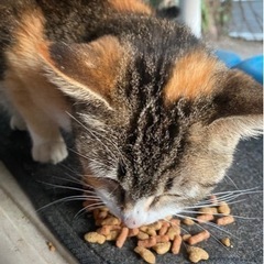 ５〜６ヶ月位の子猫の縞三毛ちゃん　里親さん決まりました。 - 郡山市