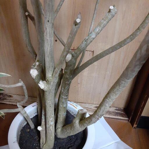 観葉植物ソングオブインディア180センチ