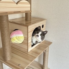 ハチワレ★グレー★成猫 - 猫